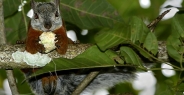 squirrel_variegated_tar_h_0223_cos0528.jpg
